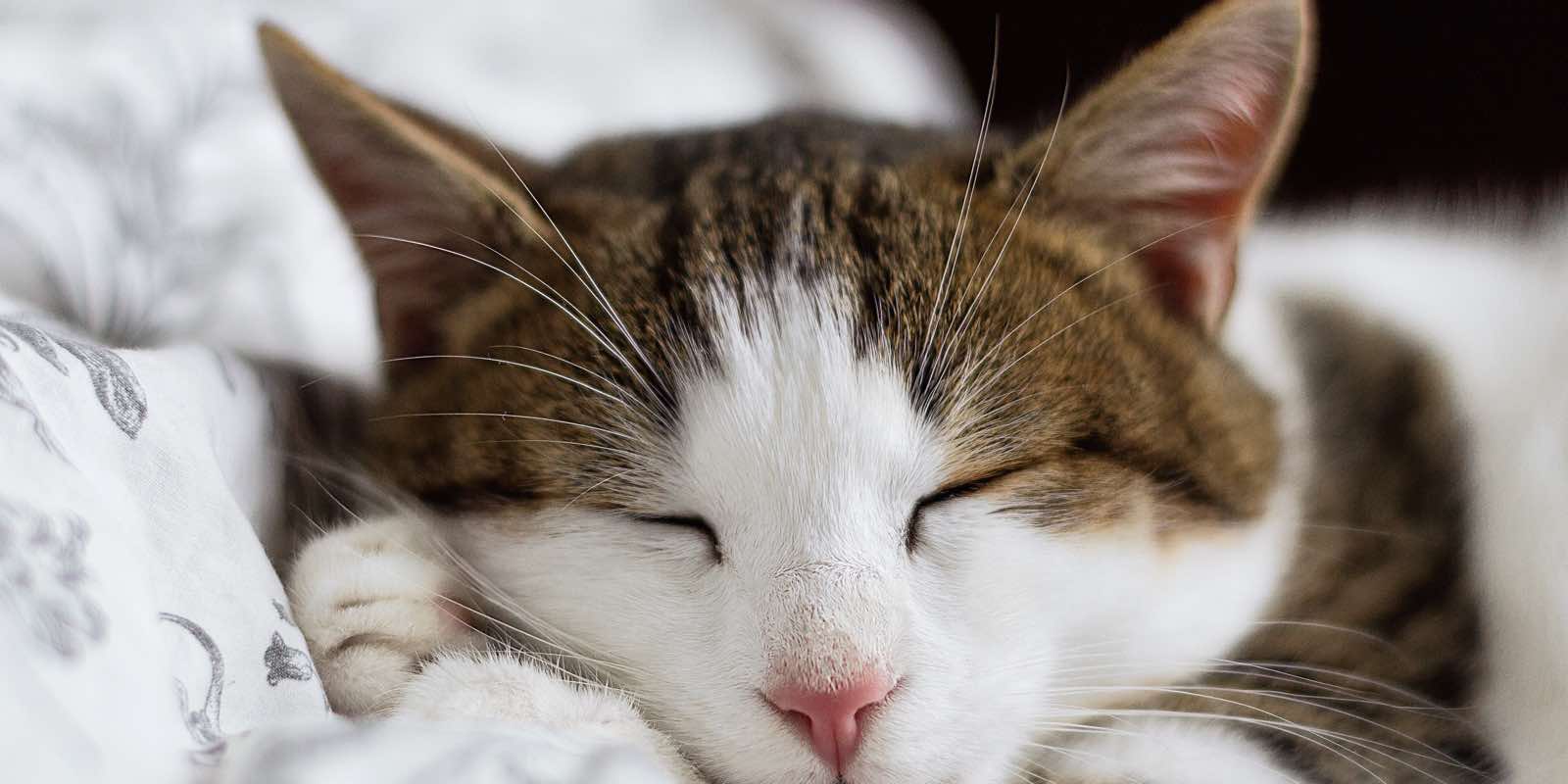Fall Asleep Fast Cat