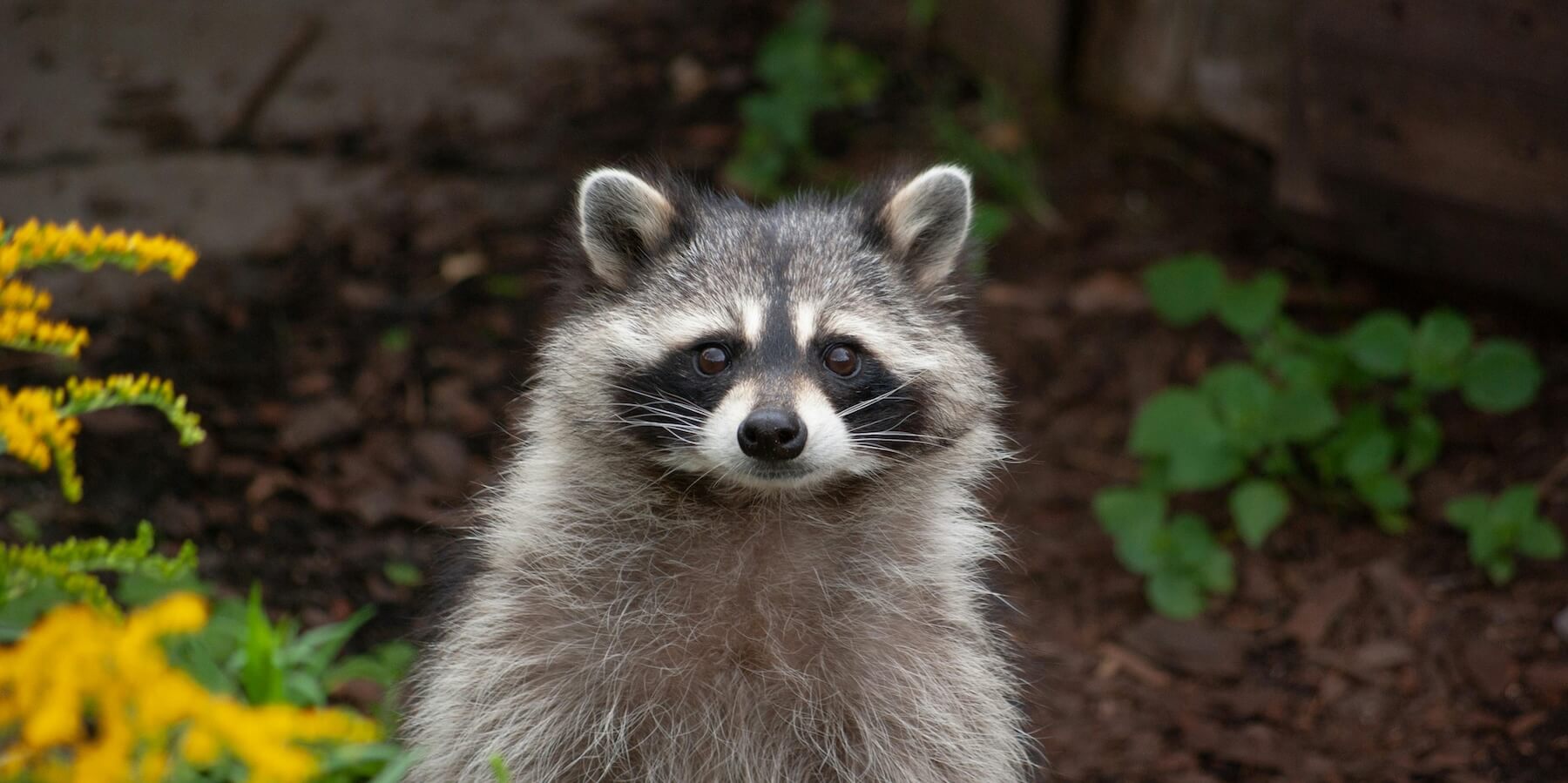 questions I've been thinking about wignall